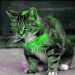 Le vert est dans le chat